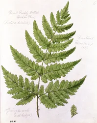 Broad Prickly-toothed Buckler Fern, Painted at Brantwood, 67th December 1857